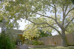 luscious shade tree