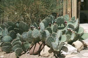 prickly_pear