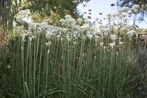 white_flowers